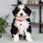 Carson | Tri Bernedoodle for sale