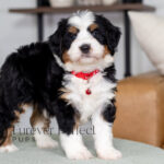 Carson | Tri Bernedoodle for sale