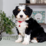 Carson | Tri Bernedoodle for sale