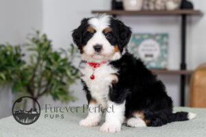 Carson Male Bernedoodle