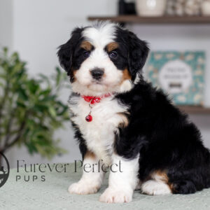Featured Post for Step-by-Step Guide for Your Bernedoodle Puppy
