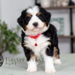Carson | Tri Bernedoodle for sale