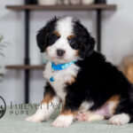 Carter | Tri Bernedoodle for sale