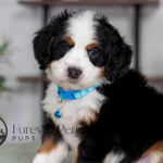 Carter | Tri Bernedoodle for sale