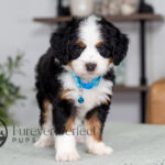 Carter | Tri Bernedoodle for sale