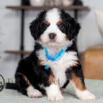 Carter | Tri Bernedoodle for sale