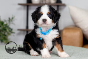 Carter Male Bernedoodle