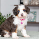 Catalina | Blue Merle & Tan Bernedoodle for sale