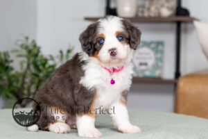 Catalina Female Bernedoodle