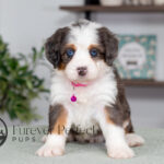 Catalina | Blue Merle & Tan Bernedoodle for sale
