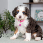 Catalina | Blue Merle & Tan Bernedoodle for sale