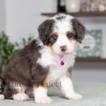 Catalina | Blue Merle & Tan Bernedoodle for sale