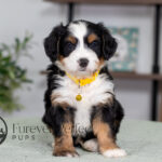 Champ | Tri Bernedoodle for sale