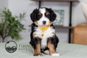 Champ Male Bernedoodle