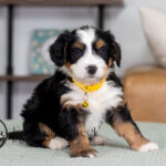 Champ | Tri Bernedoodle for sale