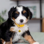 Champ | Tri Bernedoodle for sale