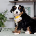 Champ | Tri Bernedoodle for sale