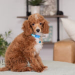Charlie | Ruby Poodle for sale