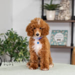 Charlie | Ruby Poodle for sale