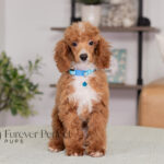 Charlie | Ruby Poodle for sale