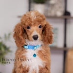 Charlie | Ruby Poodle for sale