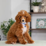 Charlie | Ruby Poodle for sale