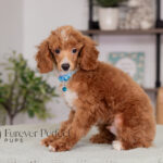 Charlie | Ruby Poodle for sale