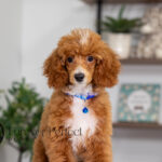 Charlie | Ruby Poodle for sale