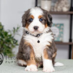 Clifford | Tri & Blue Merle Bernedoodle for sale