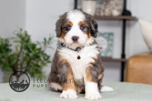 Clifford Male Bernedoodle
