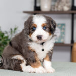 Clifford | Tri & Blue Merle Bernedoodle for sale