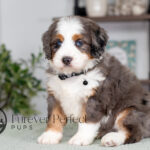 Clifford | Tri & Blue Merle Bernedoodle for sale