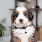 Clifford | Tri & Blue Merle Bernedoodle for sale