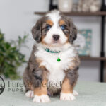 Crypto | Blue Merle & Tan Bernedoodle for sale