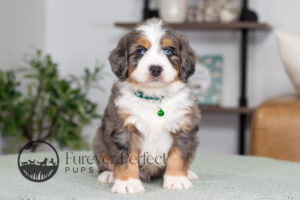 Crypto Male Bernedoodle