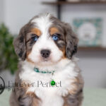 Crypto | Blue Merle & Tan Bernedoodle for sale