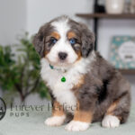 Crypto | Blue Merle & Tan Bernedoodle for sale