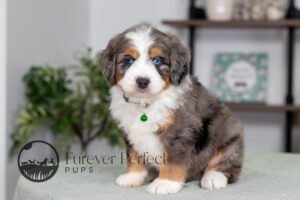 Bernedoodle Puppy sitting on table for a photo