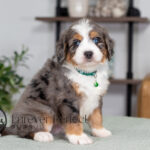 Crypto | Blue Merle & Tan Bernedoodle for sale