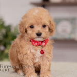 Nate | Ruby Maltipoo for sale
