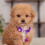 Nova | Ruby Maltipoo for sale