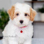 Akin | Cream Maltipoo for sale