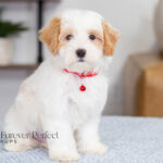 Akin | Cream Maltipoo for sale