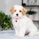 Akin | Cream Maltipoo for sale