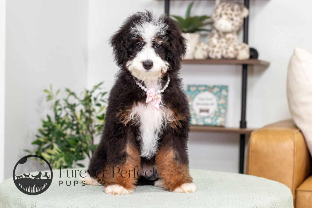 Angel Female Bernedoodle (1)