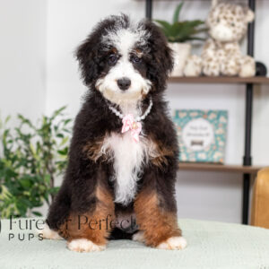 Angel Female Bernedoodle (1)