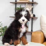 Angel | Tri Bernedoodle for sale