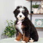 Angel | Tri Bernedoodle for sale