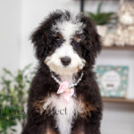 Angel | Tri Bernedoodle for sale