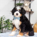 Carmelo | Tri Bernedoodle for sale